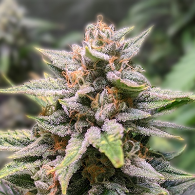 All You Need to Know About Marijuana Seeds Arkansas